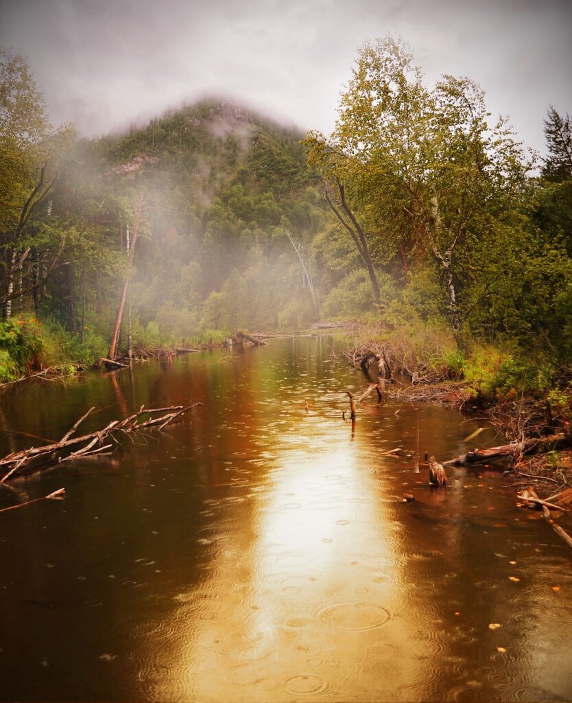 pond, forest, nature