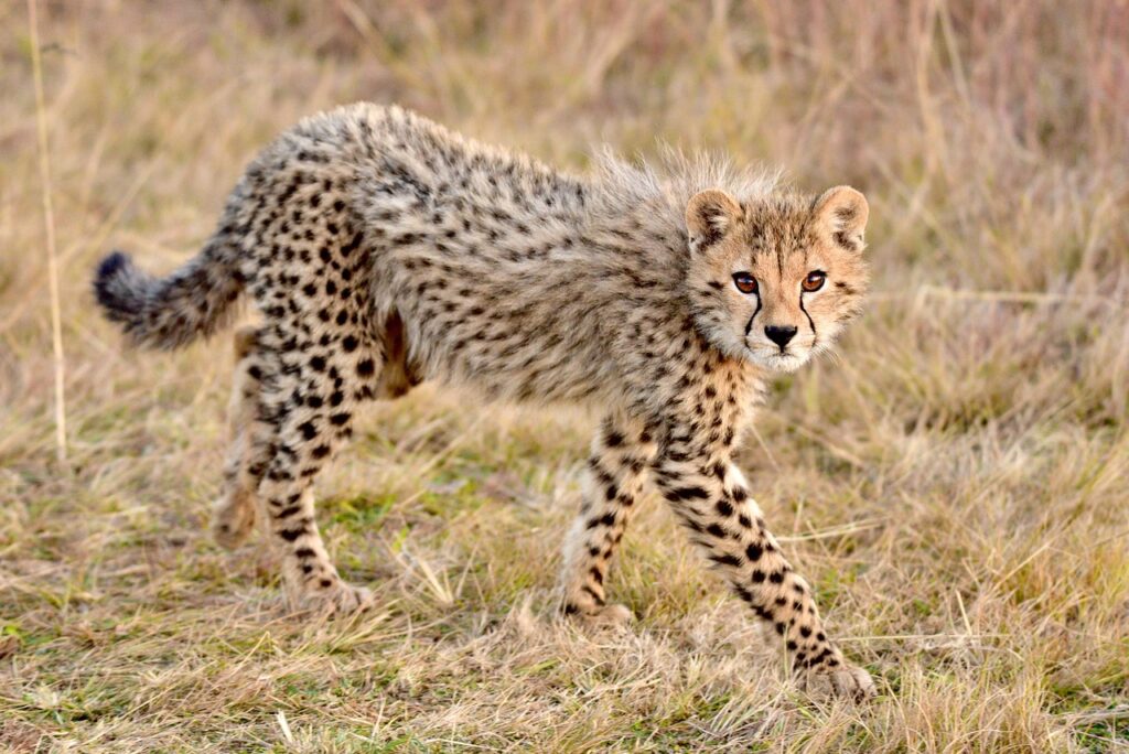 cheetah, africa, safari