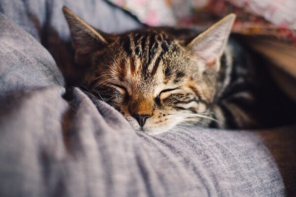 Are We Denying Pets Their Rights? Pets