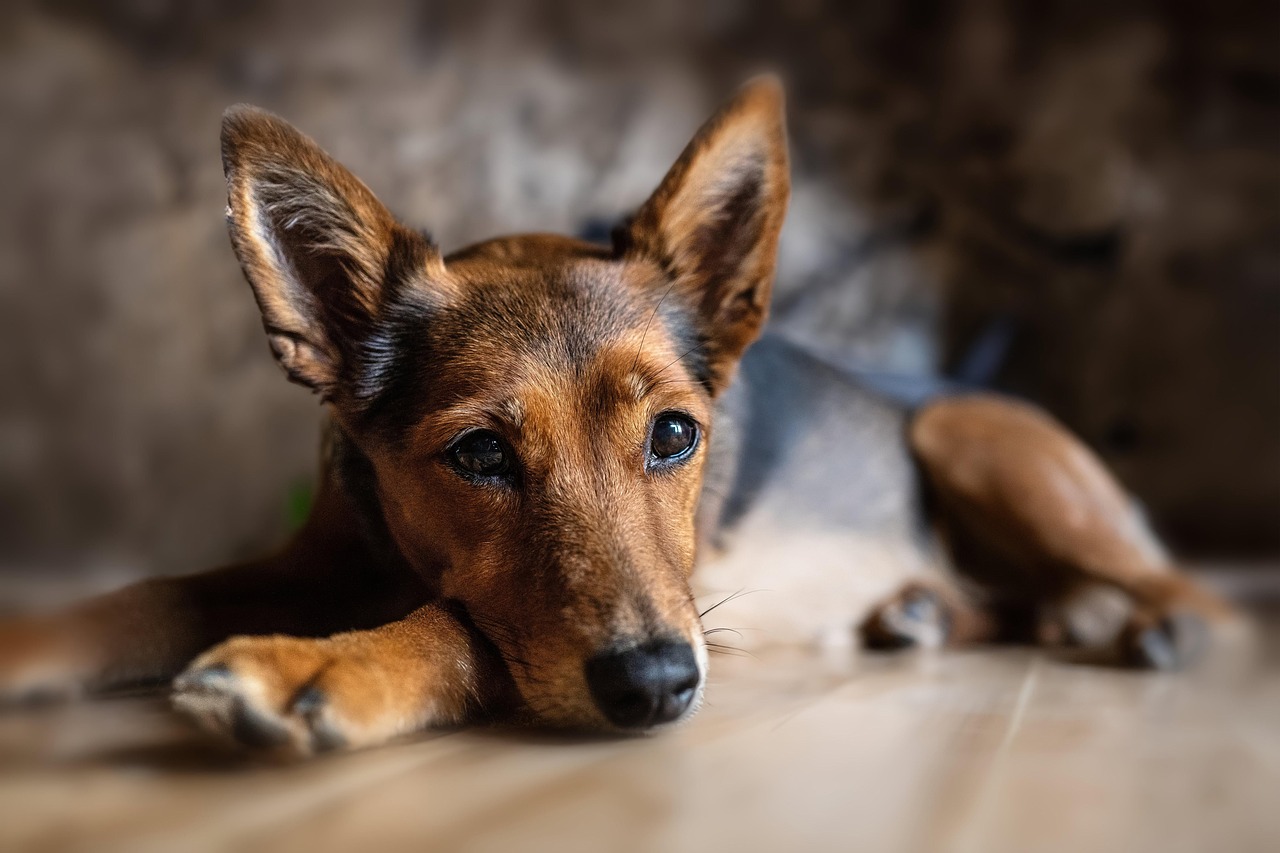 Domestic Animal