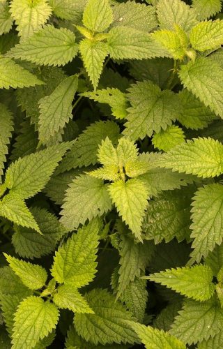 nettle, green, plants